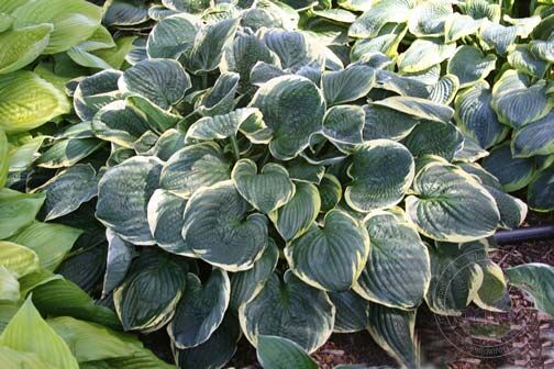 Hosta Christmas Tree ...