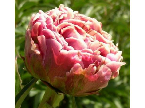 Peony Arindal (Пион Ариндал) / Пионы ...