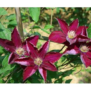 Клематис Данута (Clematis Danuta ...