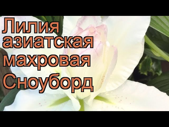 Луковица лилии Сноуборд