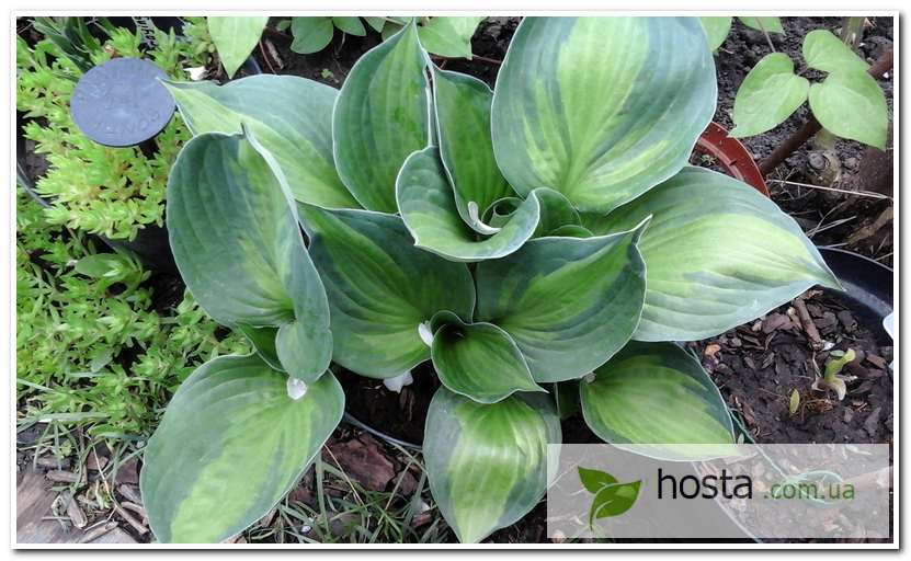 Hosta.com.ua. Хоста Whirlwind Tour ...