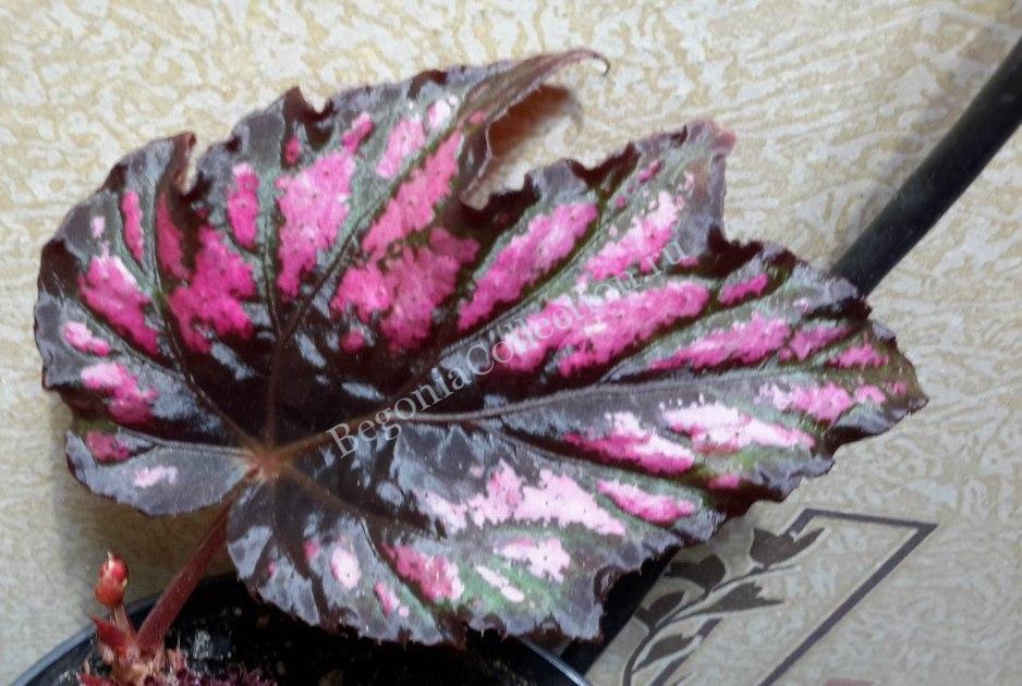 Begonia 'Helen Teupel' - Green Room