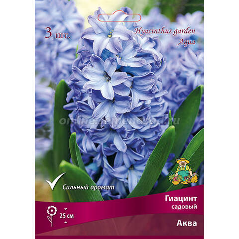 Hyacinthus Antarctic... stock photo by Nova Photo Graphik ...