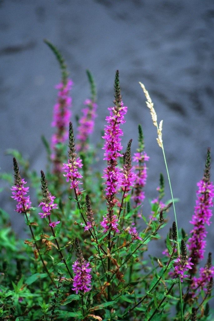 Дербенник иволистный (Lythrum salicaria `Rosy Gem ...