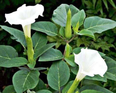 Дурман индийский (Datura metel)