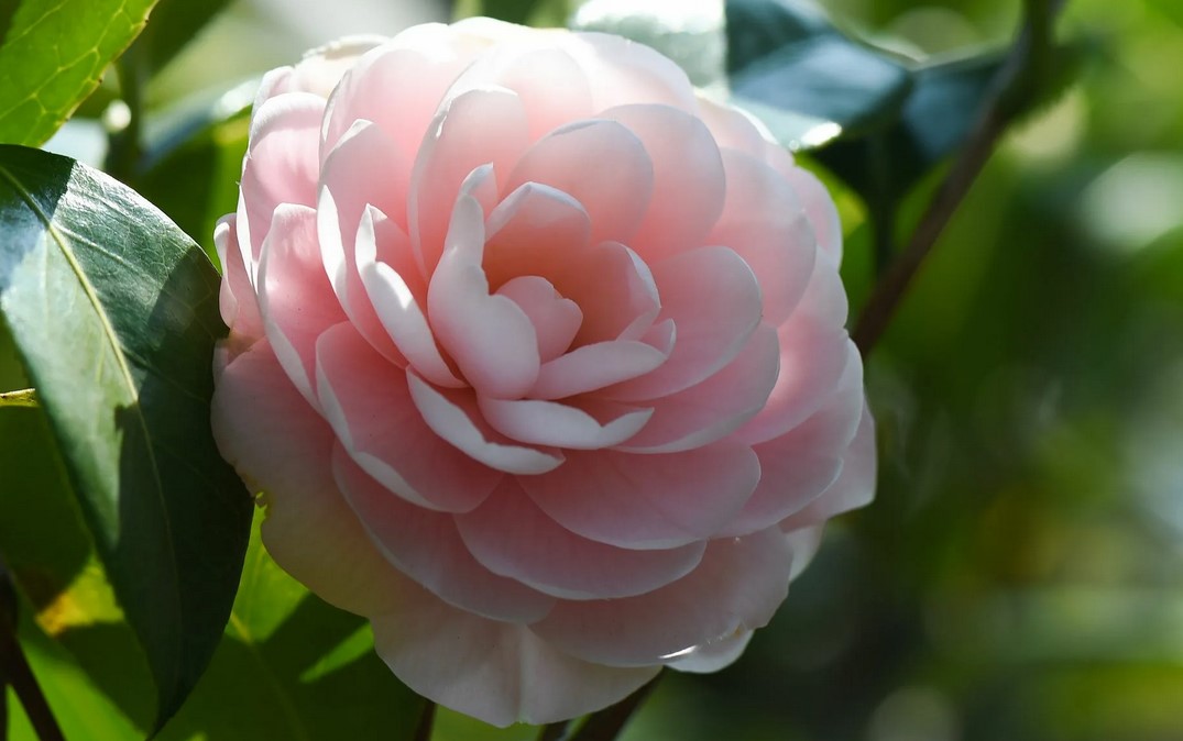 Камелия Эвгенольная (горная), Camellia sasanqua: купить 2 ...