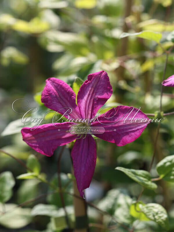 Клематис Блю Эксплоушен (Clematis Blue Explosen) - описание ...