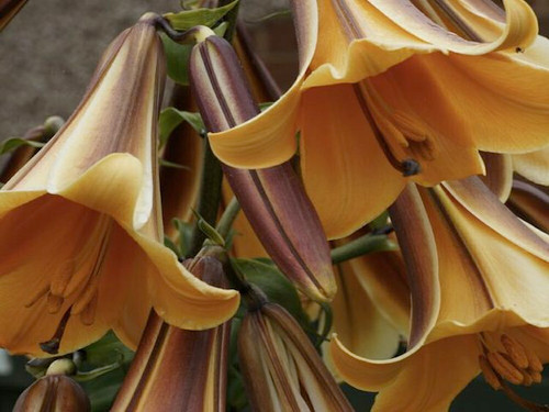 Lilium African Queen ...