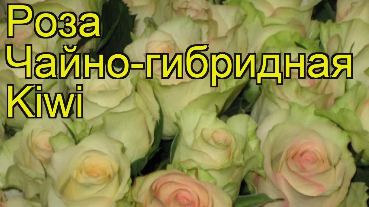 Саженец Киви Хэйворд (комплект состоит из женского и мужского ...