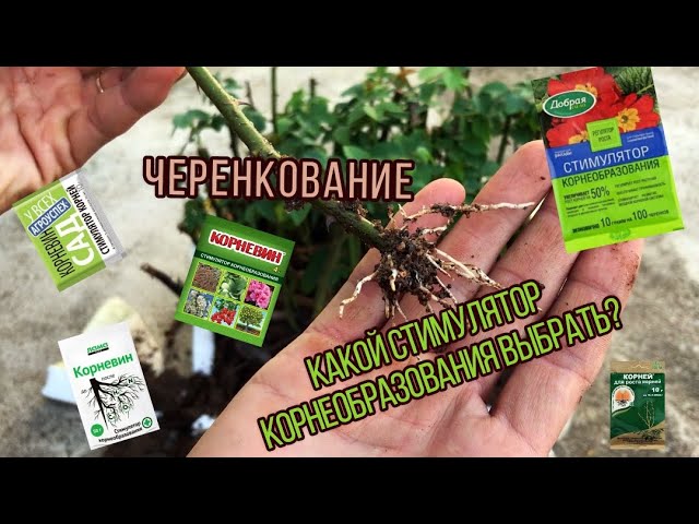 Как укоренить срезанные розы из букета? - ответы экспертов ...