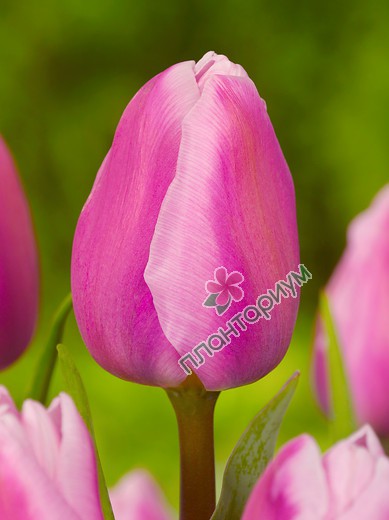 Tulip Aafke | John Scheepers Beauty ...