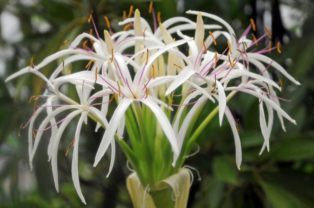 Кринум мура (crinum moorei)