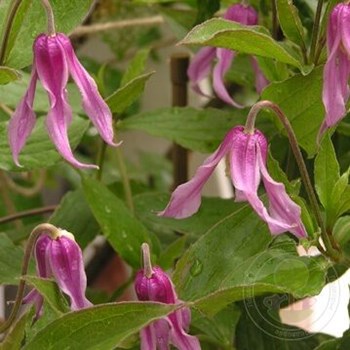 Clematis Little Artist E-CLEMATIS