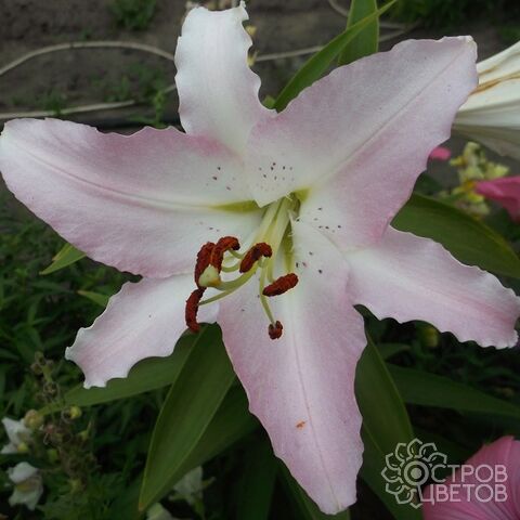 Lilium 'Marco Polo'... stock photo by ...