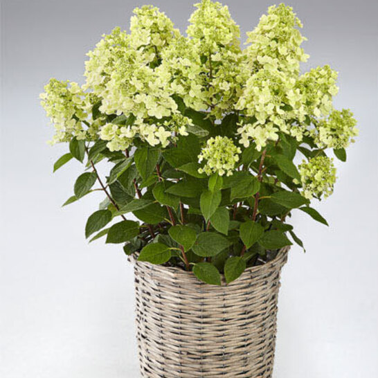 Hydrangea paniculata Early ...