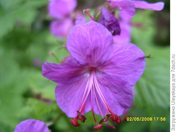 Герань Роберта (Geranium robertianum L.) - лекарственное ...