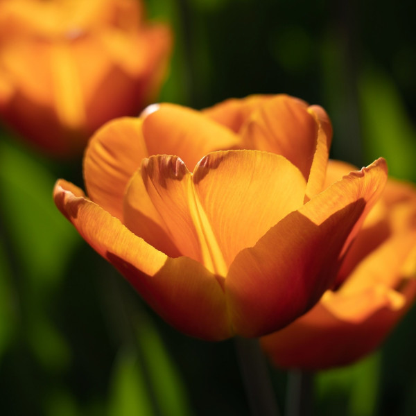 Brown Sugar - Tulpan Triumph | Tulipa - Bulbs.se