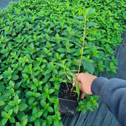 Hydrangea paniculata ...