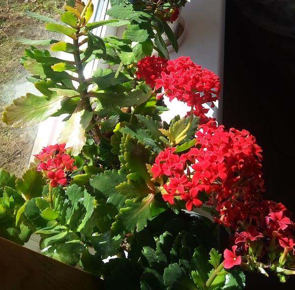 Каланхоэ (Kalanchoe)