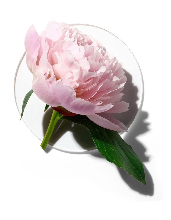 Peony Wallpaper - Elegant Floral ...