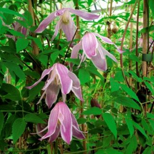 Clematis viticella 'Rubra', Clématite bleue 'Rubra' | RICOTER ...