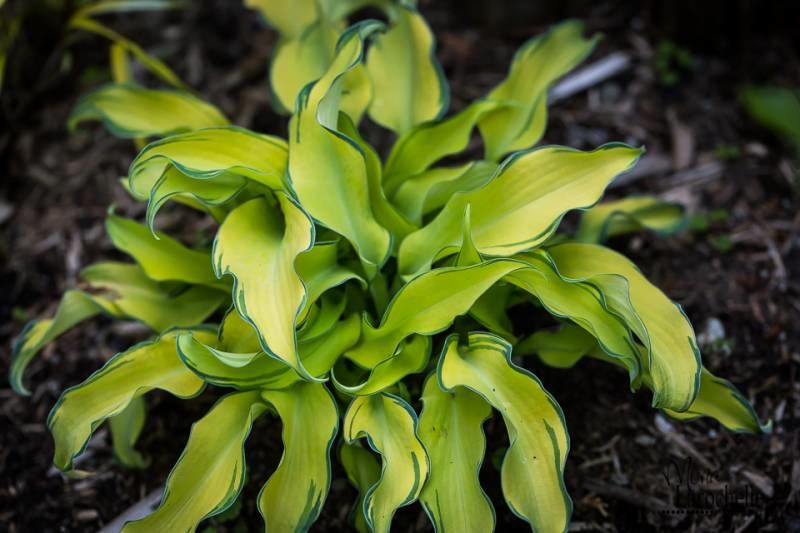 Хоста Зебра Страйпс: купить саженцы Hosta Zebra Stripes в ...