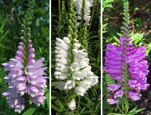 Купить Физостегия (Physostegia) с доставкой почтой в интернет ...