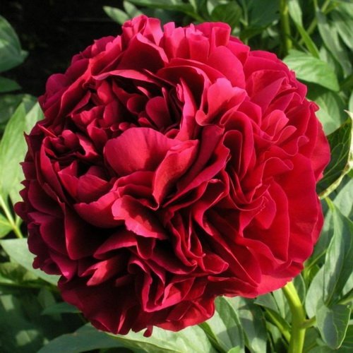 Paeonia “Henry Bockstoce ...