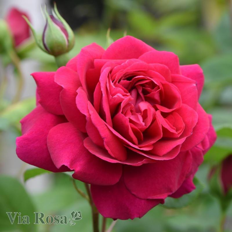 Red Eden Rose ...