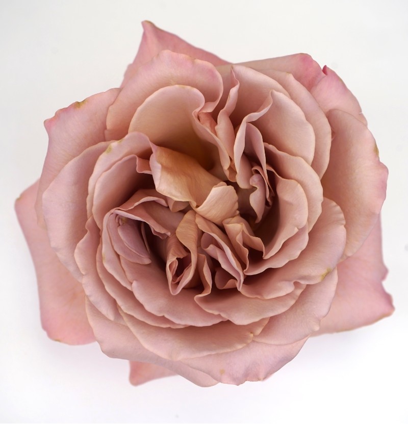 Cafe Latte Netherlands Florist Shrub Rose – Highgarden Roses