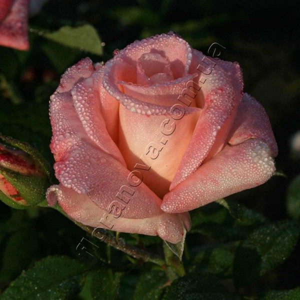 Rosa 'Ann Henderson', Роза флорибунда 'Анна Хендерсон'