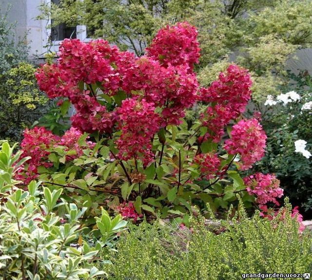 Гортензия метельчатая Даймонт Руж/ Hydrangea pan. Diamant ...