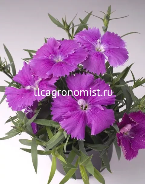 S3032 Гвоздика Diana Lavender Picotee 5 шт. - купить в Москве ...