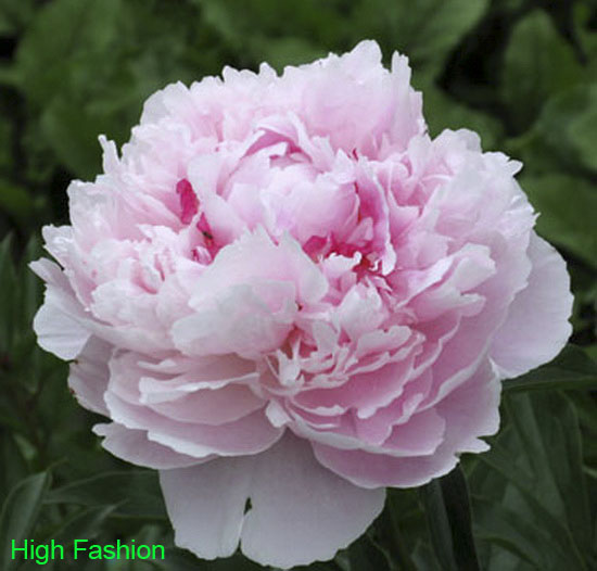 Paeonia 'Top Brass' - GARDENIDEA