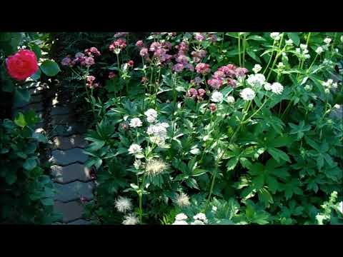 Астранция большая (Astrantia major) - «Астранция - изящная ...