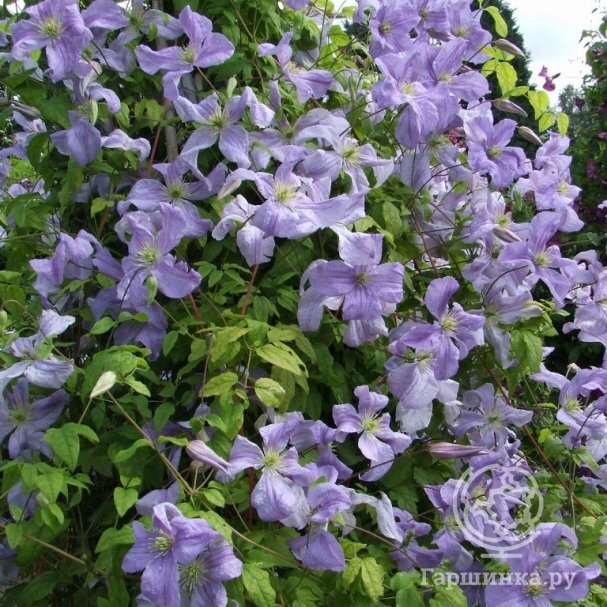 Клематисы - Clematis - Źródło Dobrych ...