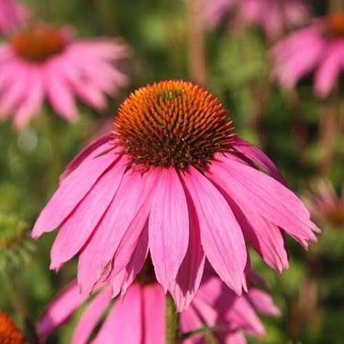 Многолетнее цветочное растение - Echinacea Double ...