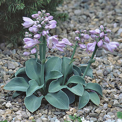 Hosta Blue Mouse Ears ...