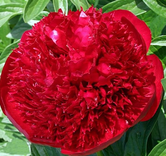 Пион молочноцветковый Ред Шарм (Paeonia Lactiflora Red Charm ...