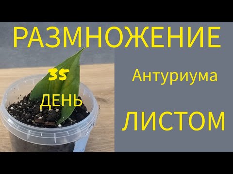 купить Антуриум Андреанум Коро доставка москва по россии от ...