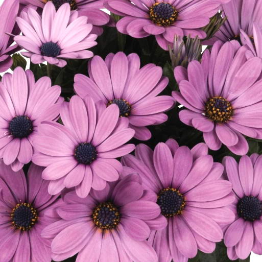 Остеоспермум (Osteospermum) - «Ромашка ...