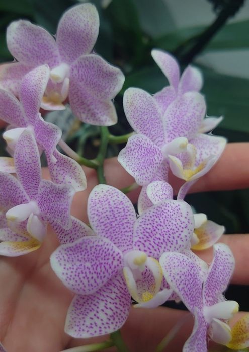 Орхідея Phal. Little Star Замбія ...