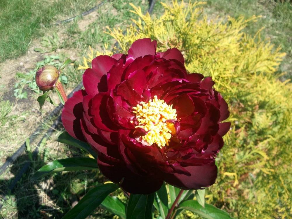 Paeonia Peter Brand