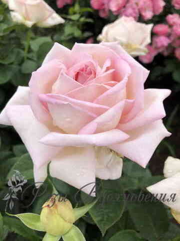 Amazon.com : Heirloom Roses Rose Plant - Amazing Grace™ Pink ...