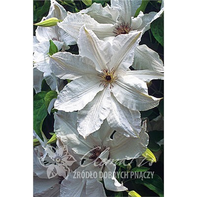 Clematis 'Beauty of Worcester' (LL) — Растения Оптовая FlorAccess