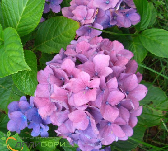 Гортензия крупнолистная Букет Роуз (Hydrangea macrophylla ...