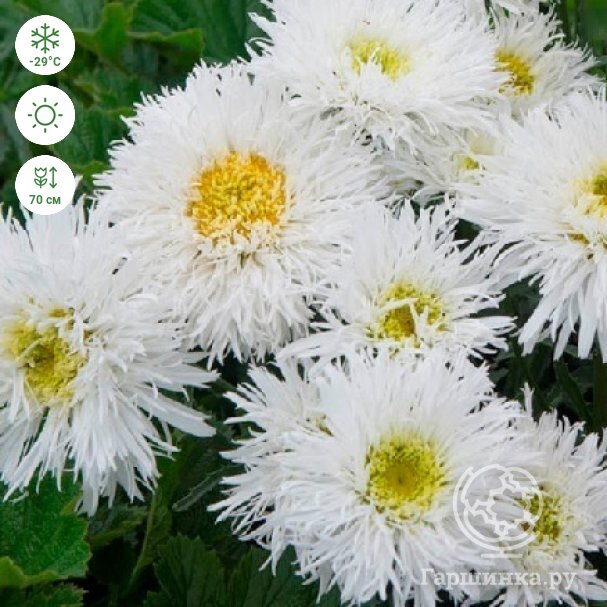 Leucanthemum superbum Madonna