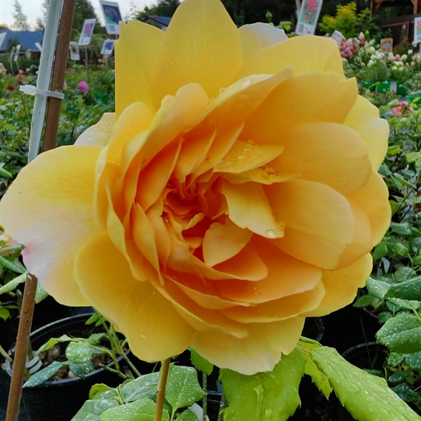 Rosa 'Golden Celebration' — Википедия