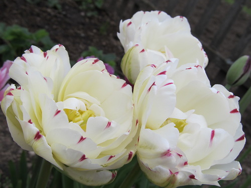 Dance Line Tulips ,double white with a ...