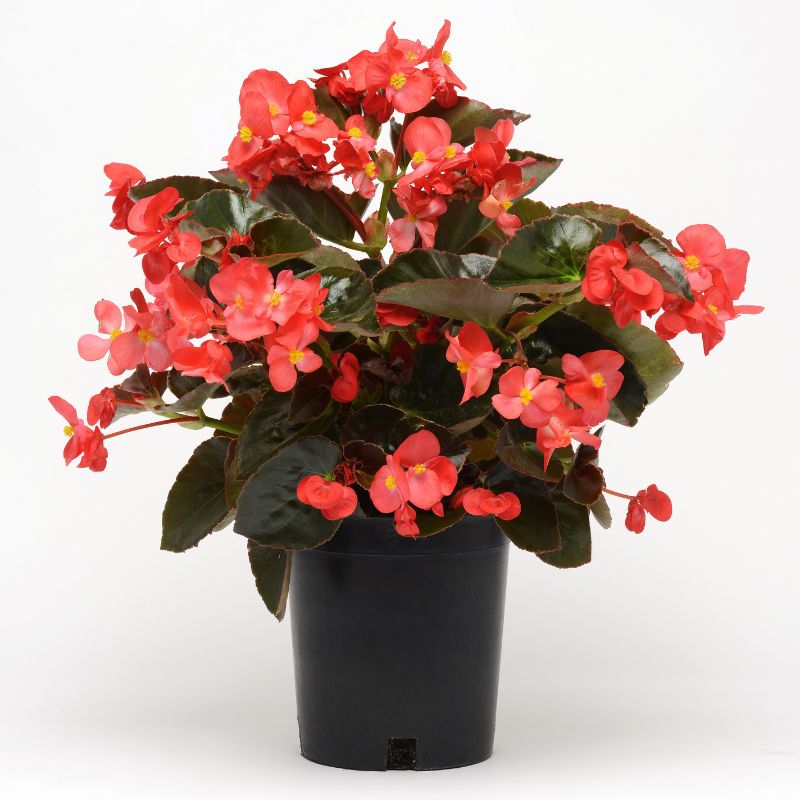 Бегония гибридная (бронзовая листва) (Begonia hybrida)